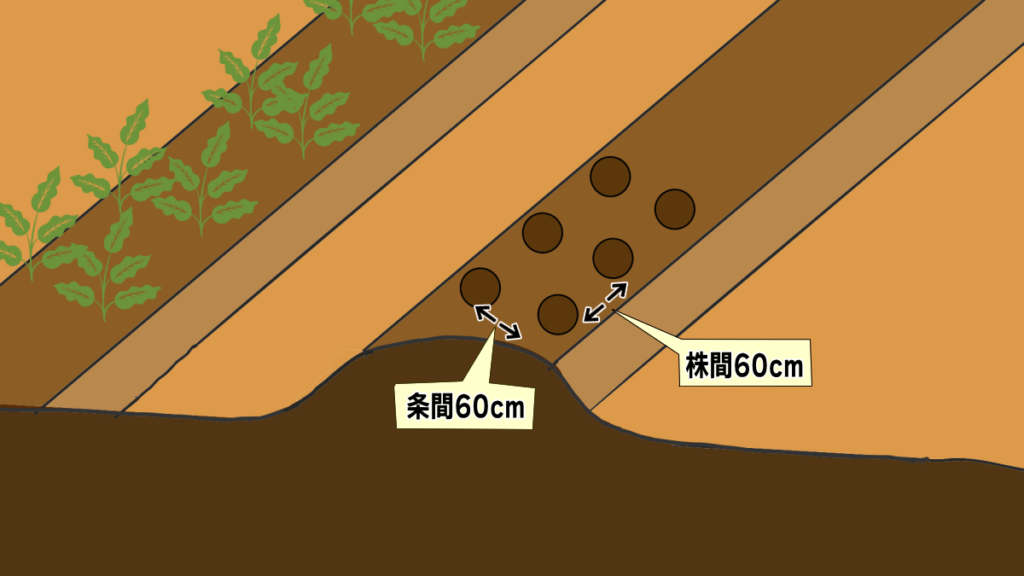 トマト栽培の植え付け時の株間と条間