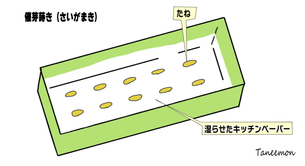 種まきの催芽(さいが)まき